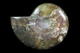 Iridescent, Red Flash Ammonite - Madagascar #82432-1